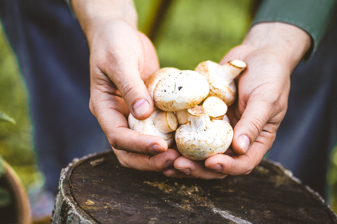 Power of Functional Mushrooms: Benefits & When You Need Them Most